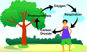 oxygen cycle carbon plants nitrogen dioxide water hydrogen photosynthesis air need environment produce co2 respiration diagram animals take cycles class